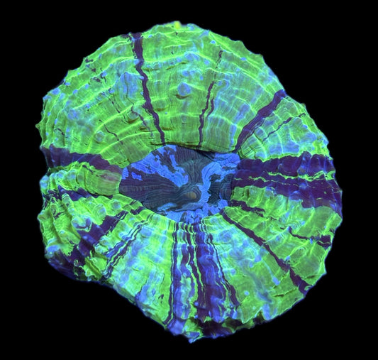 WYSIWYG Rainbow Joker Acanthophyllia 4" (BRIGHT!)