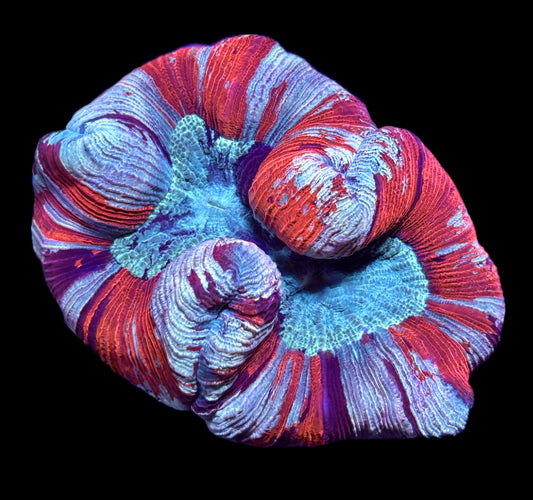 WYSIWYG XL Ultra Rainbow Trachyphyllia 5" (WOW!)
