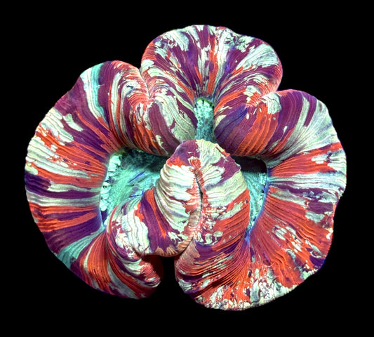 WYSIWYG Ultra Rainbow Trachyphyllia 4.5" (INSANE!)
