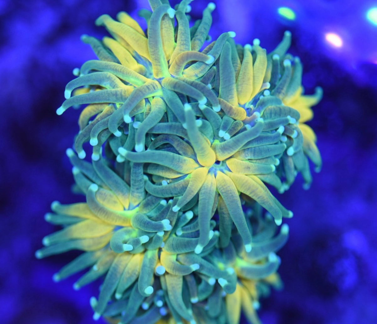 WYSIWYG GHI Holy Grail Tiger Torch 2.5" (SINGLE HEAD FRAG!)