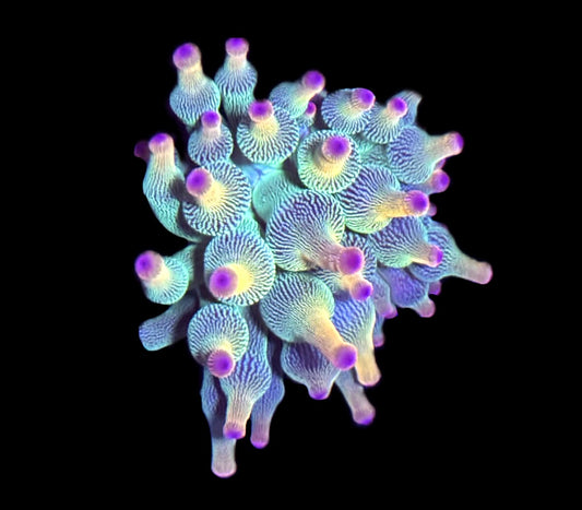 WYSIWYG Holy Grail Bubble Tip Anemone 2" (WOW!!)