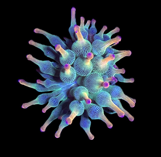 WYSIWYG Holy Grail Bubble Tip Anemone 2.5" (WOW!)