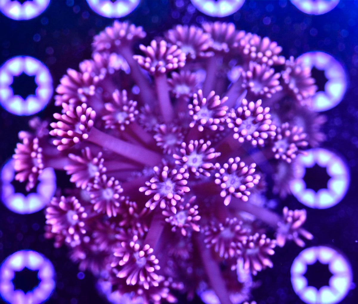 WYSIWYG Playboy Goniopora Colony 4"
