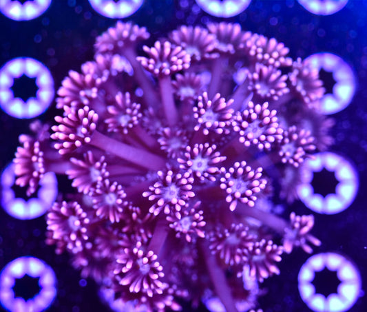 WYSIWYG Playboy Goniopora Colony 4"