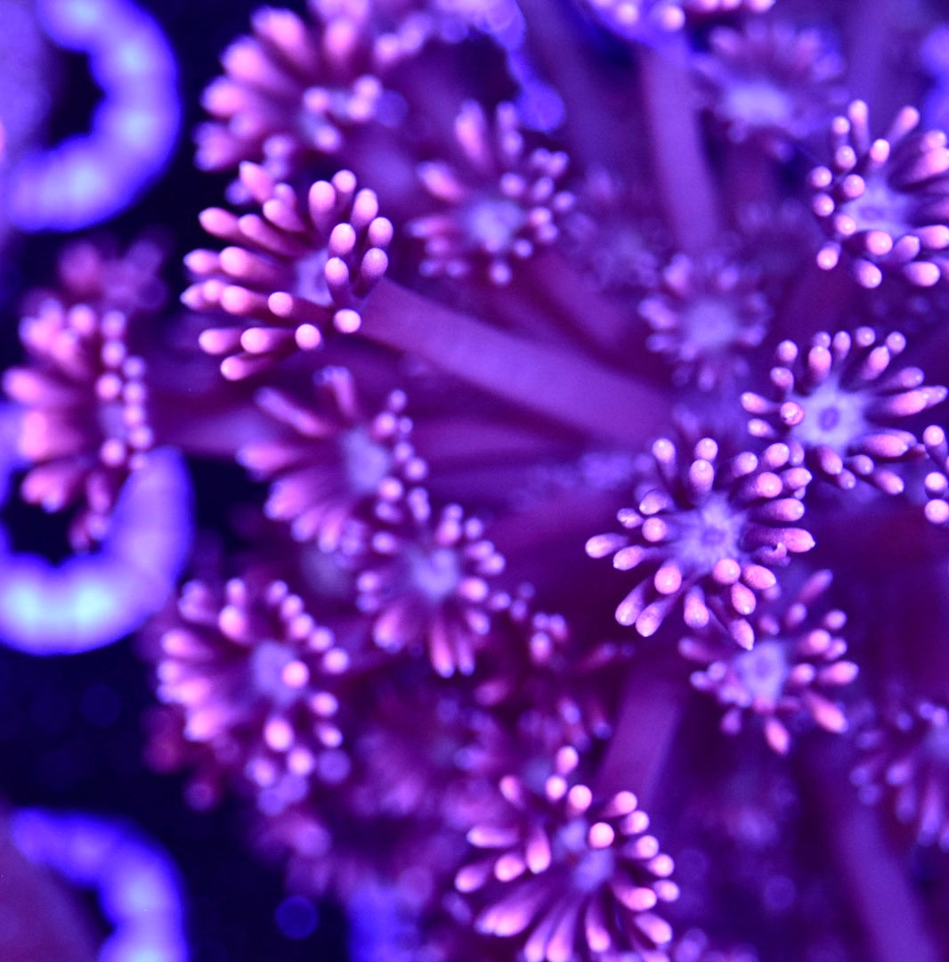 WYSIWYG Playboy Goniopora Colony 4"