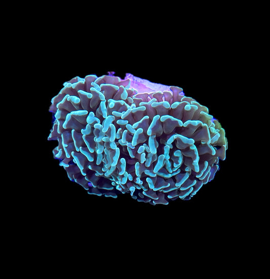 WYSIWYG Blue Branching Hammer Coral 4"