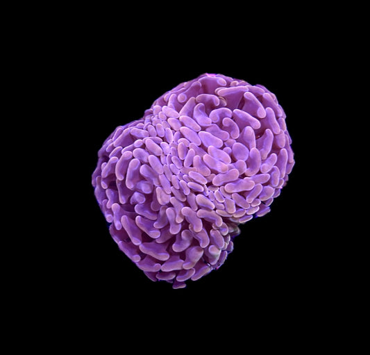 WYSIWYG Peach Branching Hammer Coral 3.5"