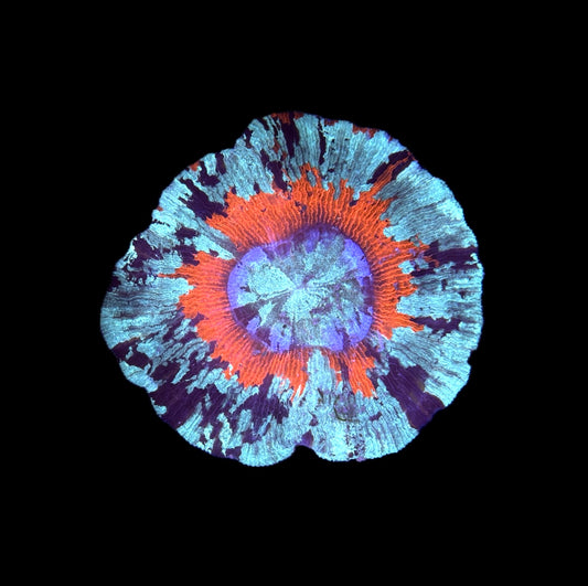 WYSIWYG Ultra Rainbow Wellso (Brain Coral) 4"