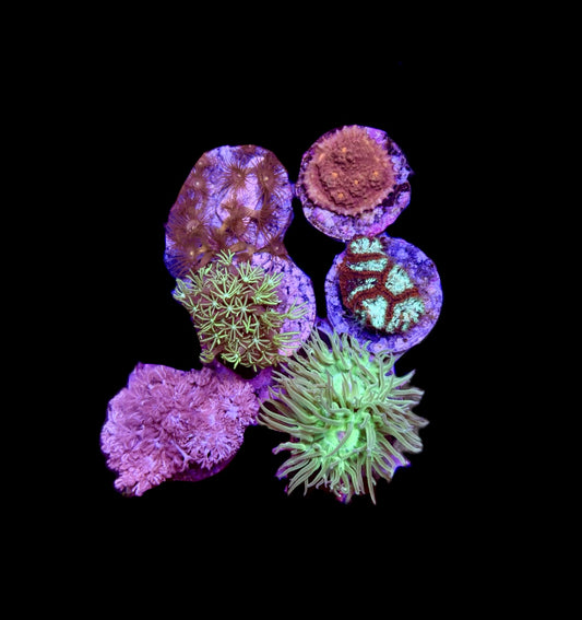 WYSIWYG Beginner Coral Frag Pack