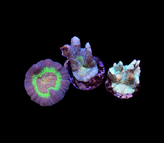 WYSIWYG Aquacultured Pectinia (3 Pack)