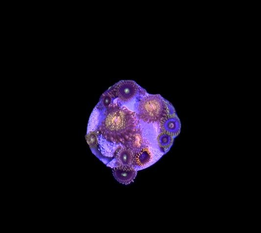 WYSIWYG Zoa Combo Frag