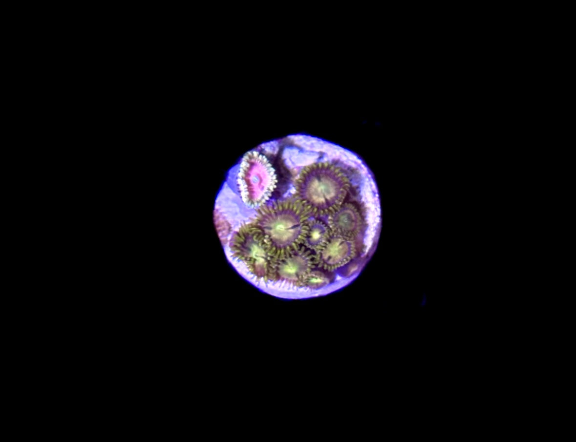 WYSIWYG Zoa Combo Frag