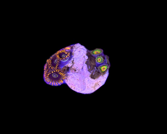 WYSIWYG Zoa Combo Frag