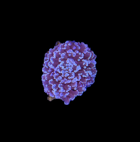 WYSIWYG Blue Octospawn Coral 3.5"