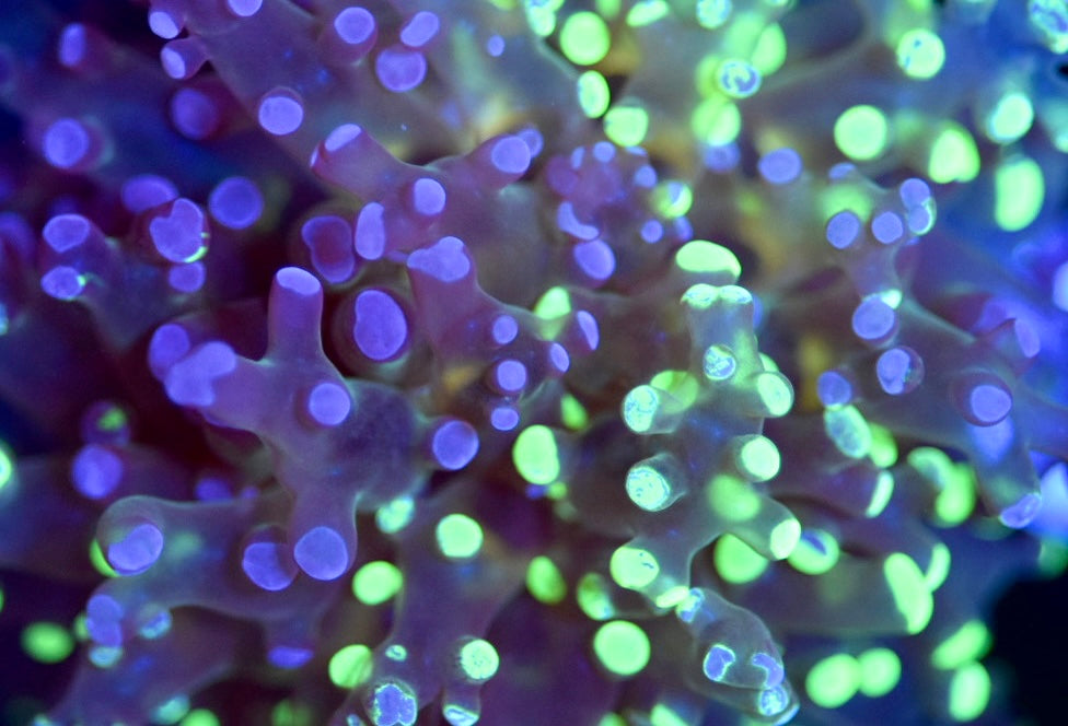 WYSIWYG True Grafted Rainbow Frogspawn 3" (WOW!)