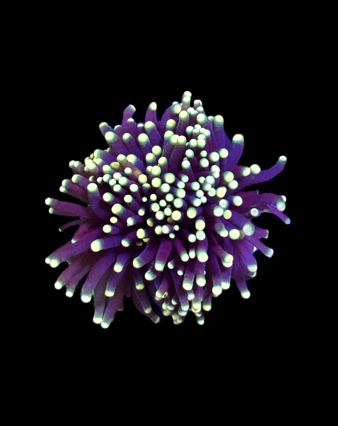 WYSIWYG Rasta Torch 3"