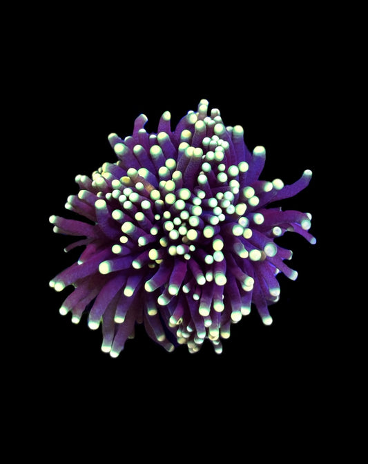 WYSIWYG Rasta Torch 3"