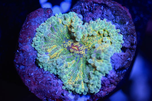 WYSIWYG Lemon Lime Grafted Yuma Mushroom 2" (CRAZY!)