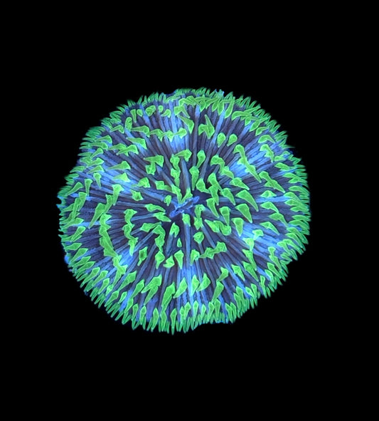 WYSIWYG Goblin Fungia Plate 2.5"