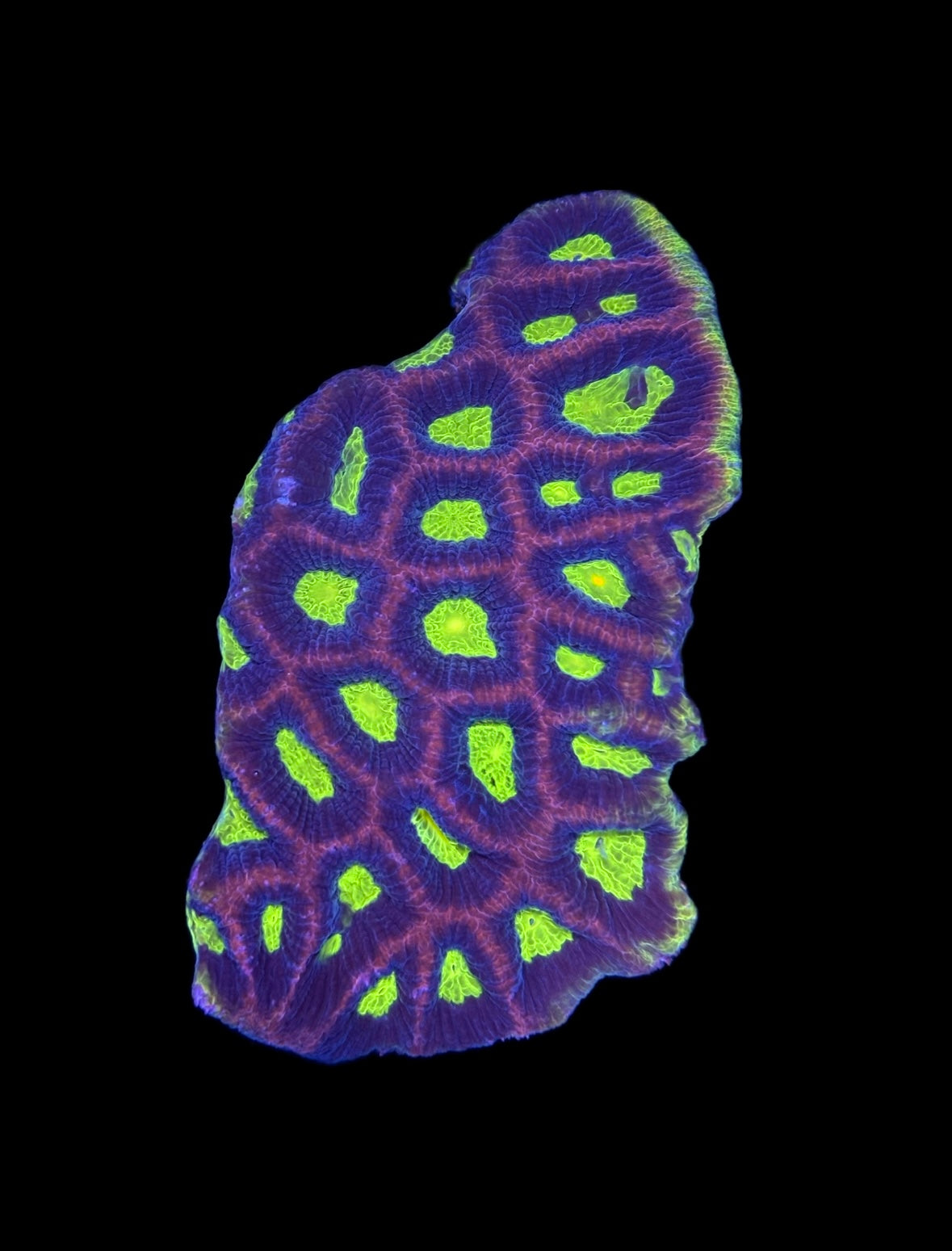 WYSIWYG XL Dragon Soul Favia Colony 4.5"