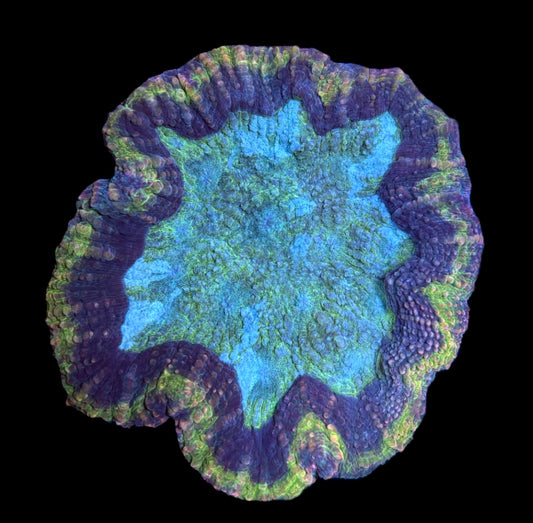 WYSIWYG Incredible Rainbow Lobophyllia 4.5"
