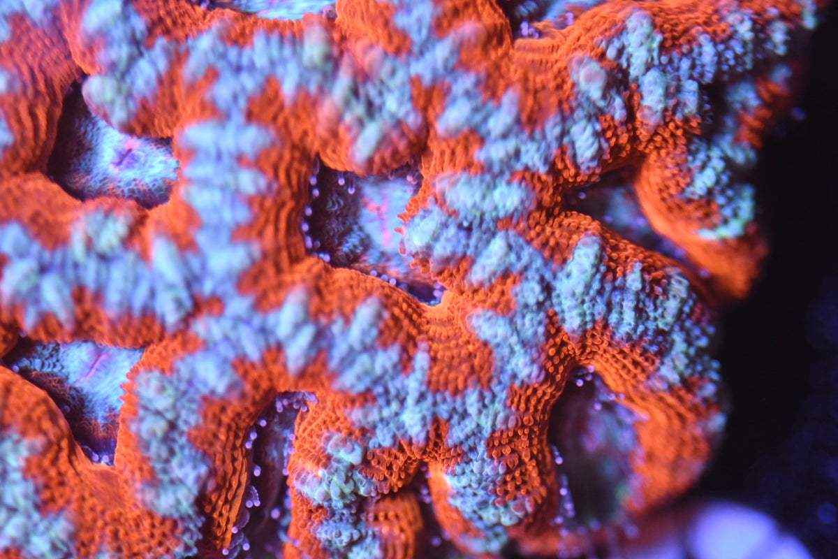 WYSIWYG Orange Blast Rainbow Acan Colony 3.5"