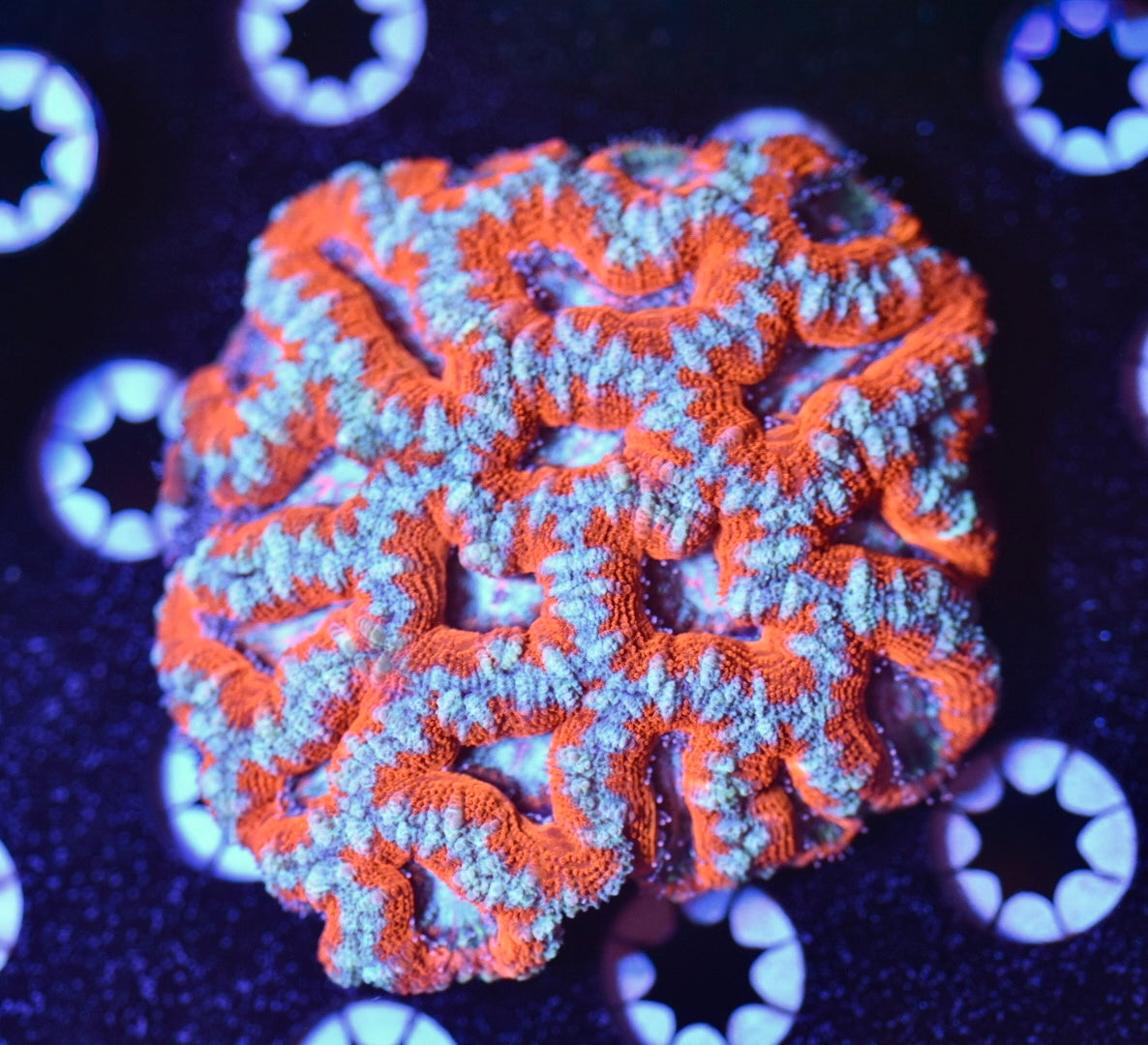 WYSIWYG Orange Blast Rainbow Acan Colony 3.5"