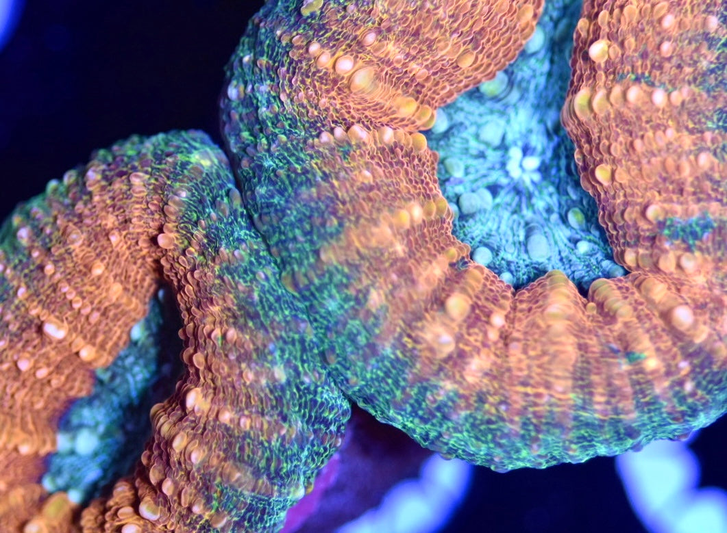 WYSIWYG Rainbow Lobophyllia 3.5"