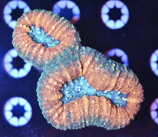 WYSIWYG Rainbow Lobophyllia 3.5"