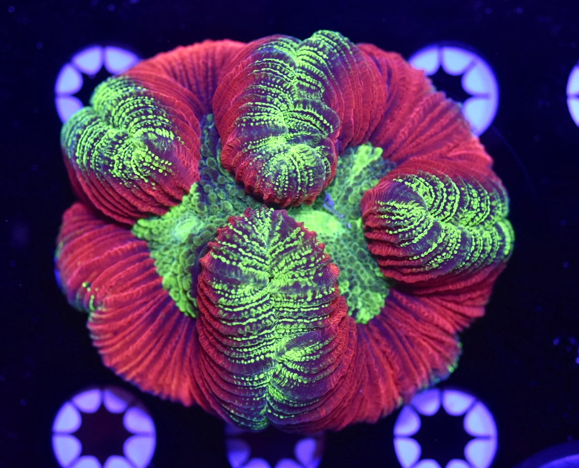 WYSIWYG Ultra Rainbow Trachyphyllia 3.5" (CRAZY!)