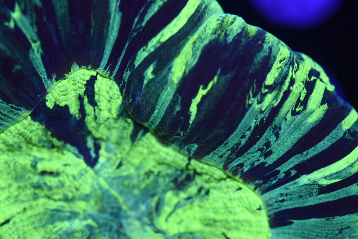 WYSIWYG Ultra Rainbow Trachyphyllia 4.5" (INSANELY BRIGHT!)