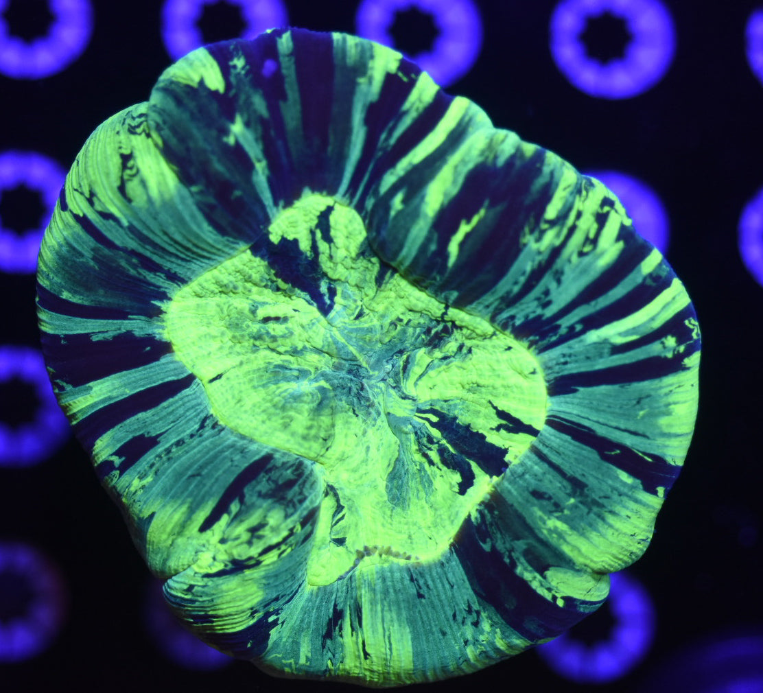 WYSIWYG Ultra Rainbow Trachyphyllia 4.5" (INSANELY BRIGHT!)