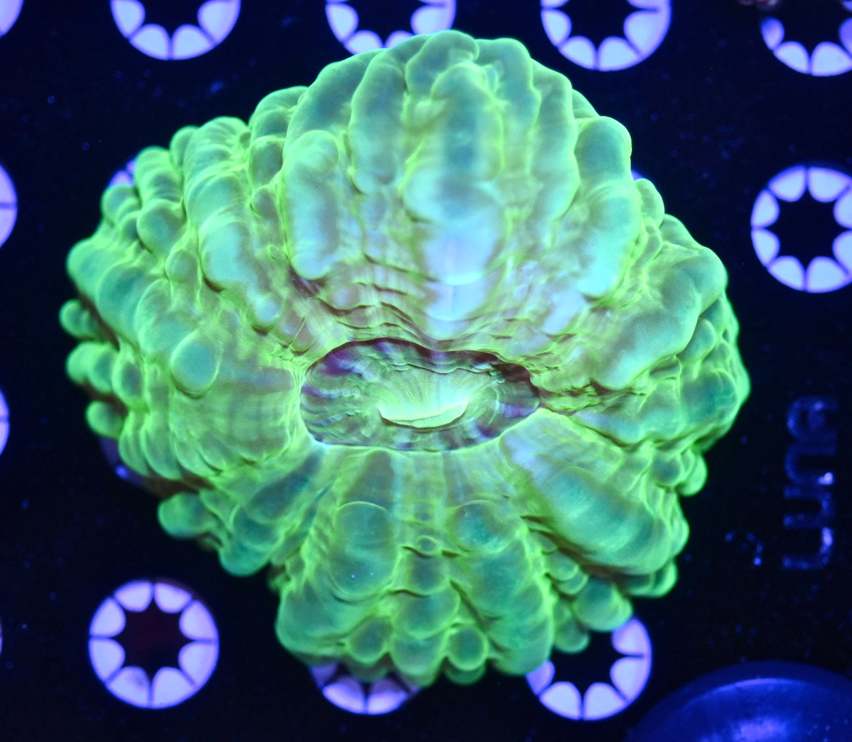WYSIWYG Neon Geen Cynarina 4.5"
