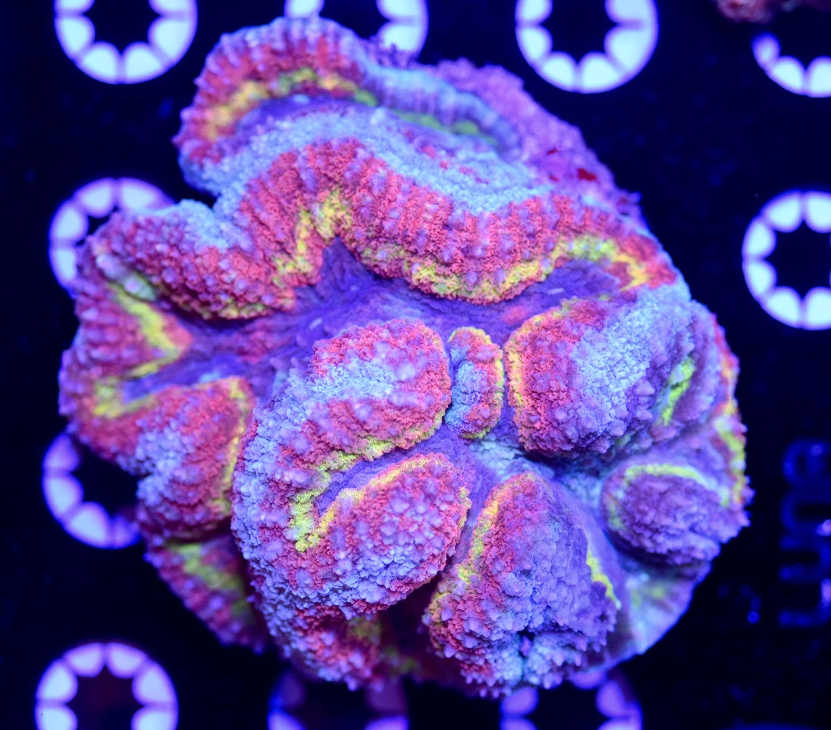 WYSIWYG Grafted Rainbow Symphyllia Colony 4.5" (CRAZY!)