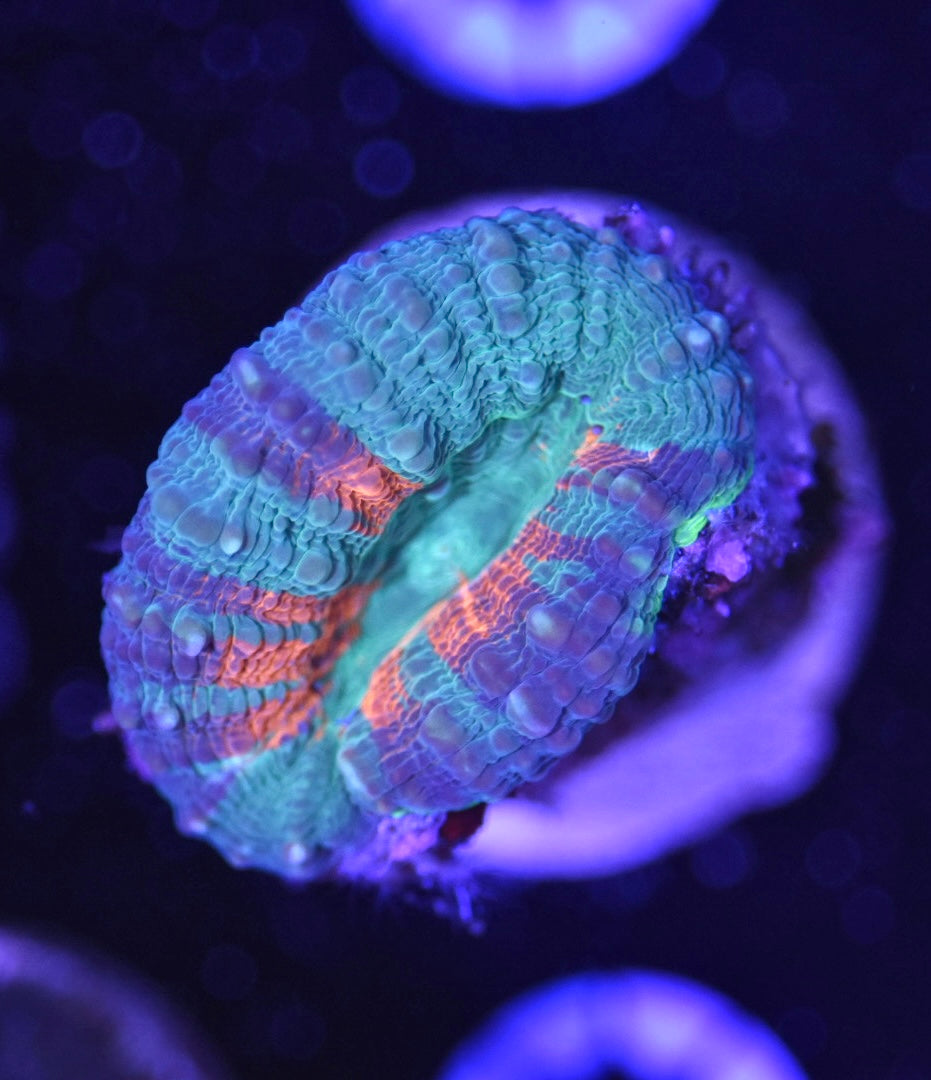 WYSIWYG Rainbow Splice Lobophyllia 2" (WOW!)