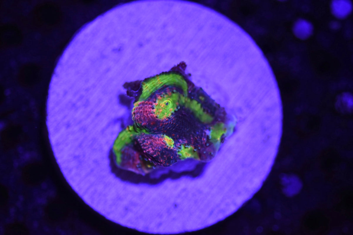 WYSIWYG Watermelon Jelly Bean Chalice Coral 0.75"