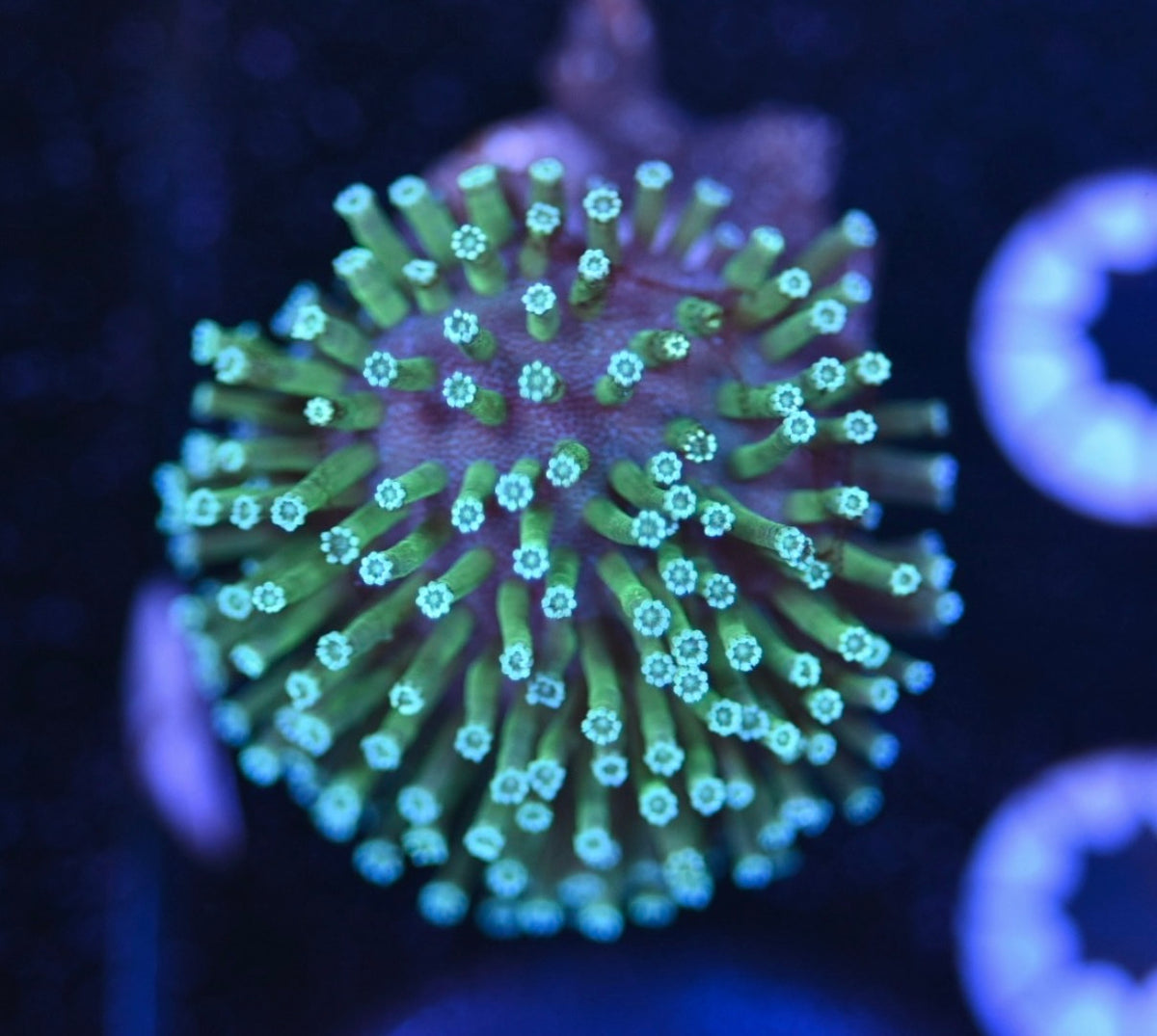 WYSIWYG White Polyp LT Toadstool Leather 1.5"