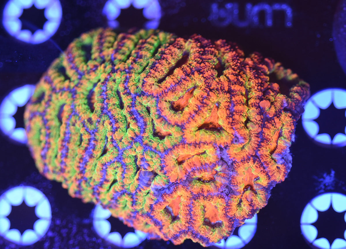 WYSIWYG Naturally Grafted Master Acan Colony 3.5" (INSANE!)