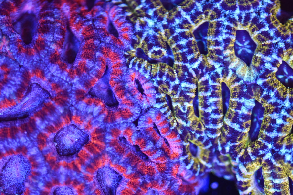 WYSIWYG Naturally Grafted Ultra Rainbow Acan Colony 5.5" (CRAZY!)