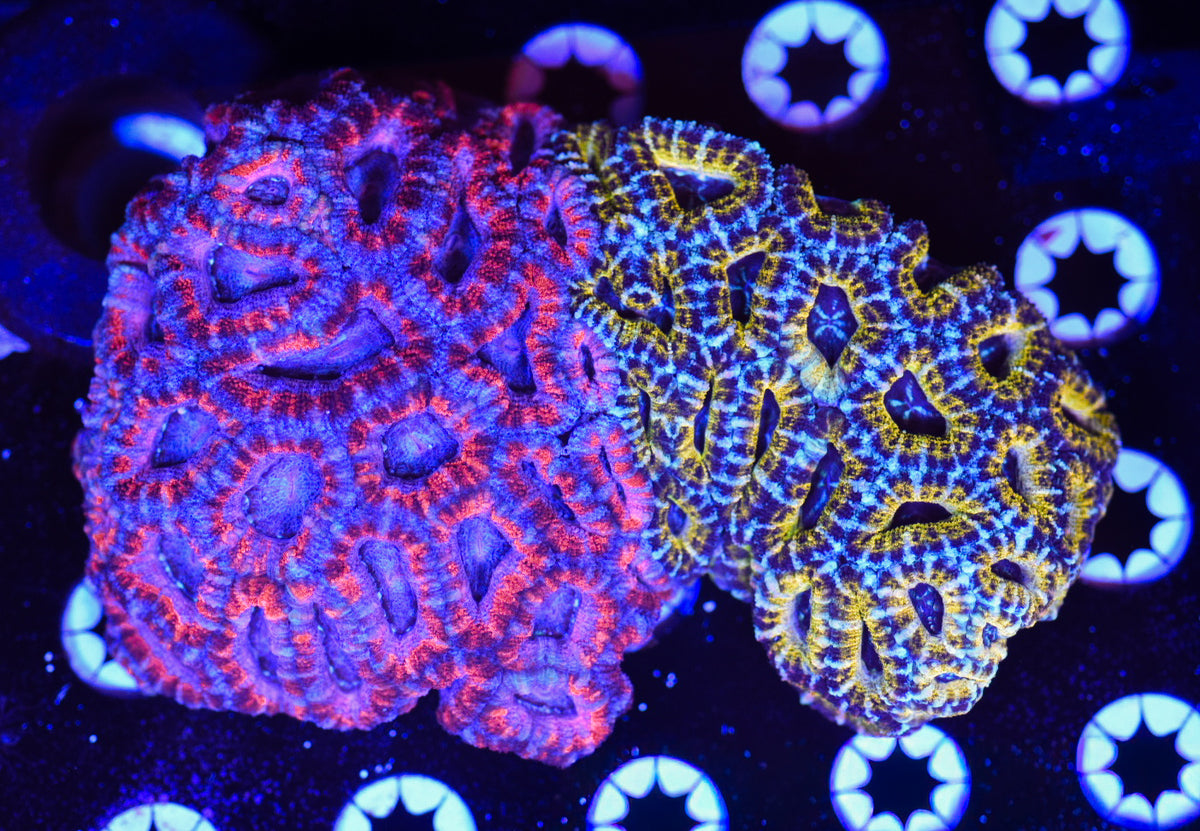 WYSIWYG Naturally Grafted Ultra Rainbow Acan Colony 5.5" (CRAZY!)
