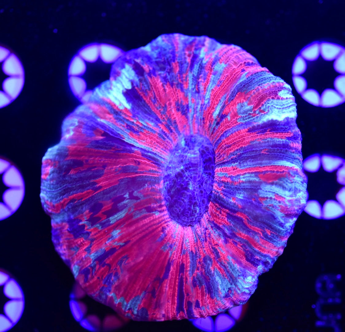 WYSIWYG Ultra Rainbow Trachyphyllia 3" (WOW!)