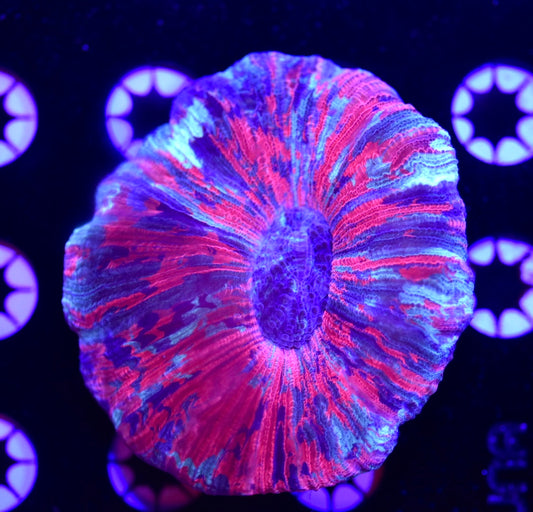 WYSIWYG Ultra Rainbow Trachyphyllia 3" (WOW!)