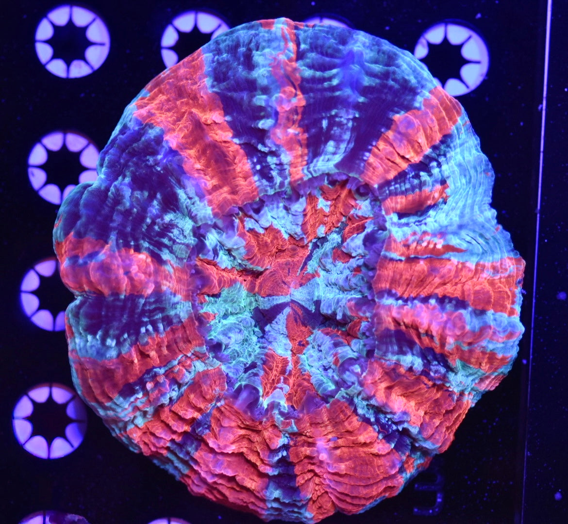WYSIWYG 4 Color Ultra Rainbow Acanthophyllia 5" (WOW!)