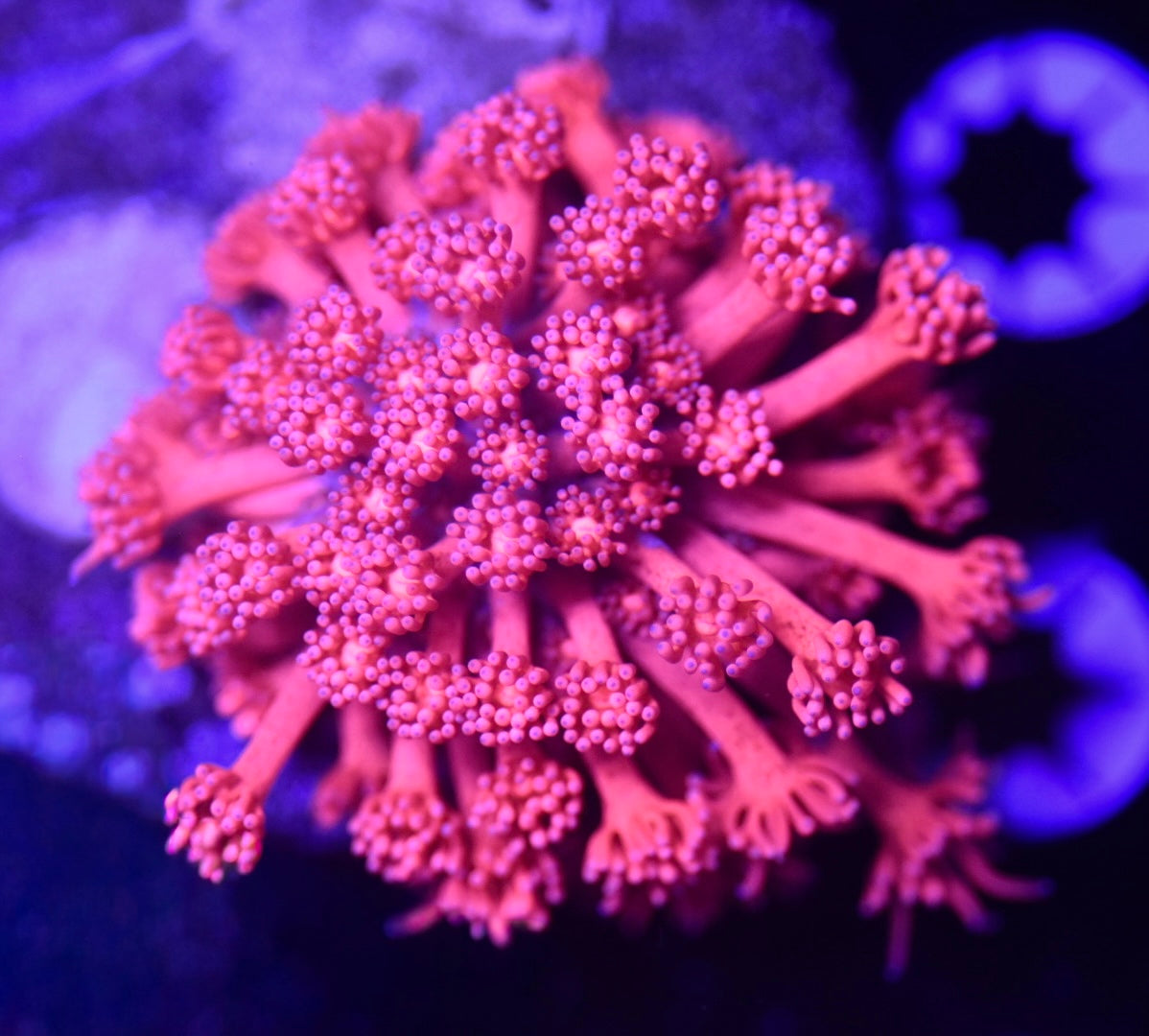 WYSIWYG Pink Flamingo Goniopora 2"