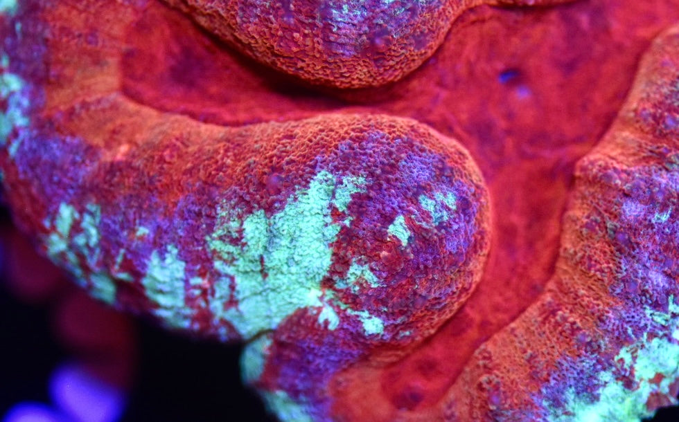 WYSIWYG Rainbow Splatter Lobophyllia 3" (INSANE!)