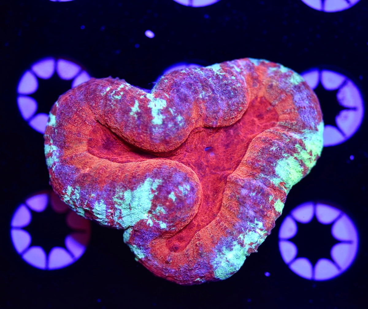 WYSIWYG Rainbow Splatter Lobophyllia 3" (INSANE!)