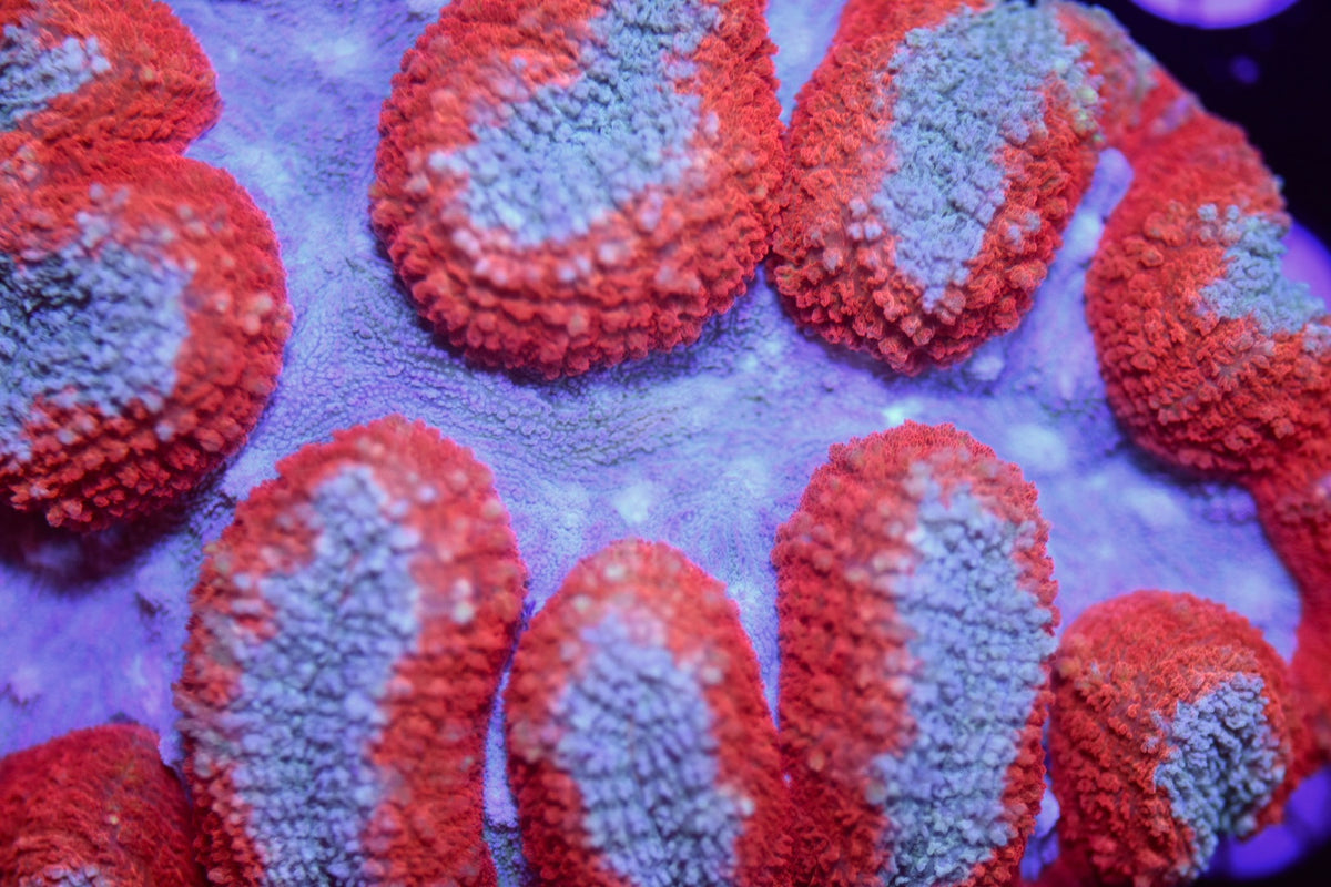 WYSIWYG XL Ultra Rainbow Symphyllia Colony 5" (WOW!)
