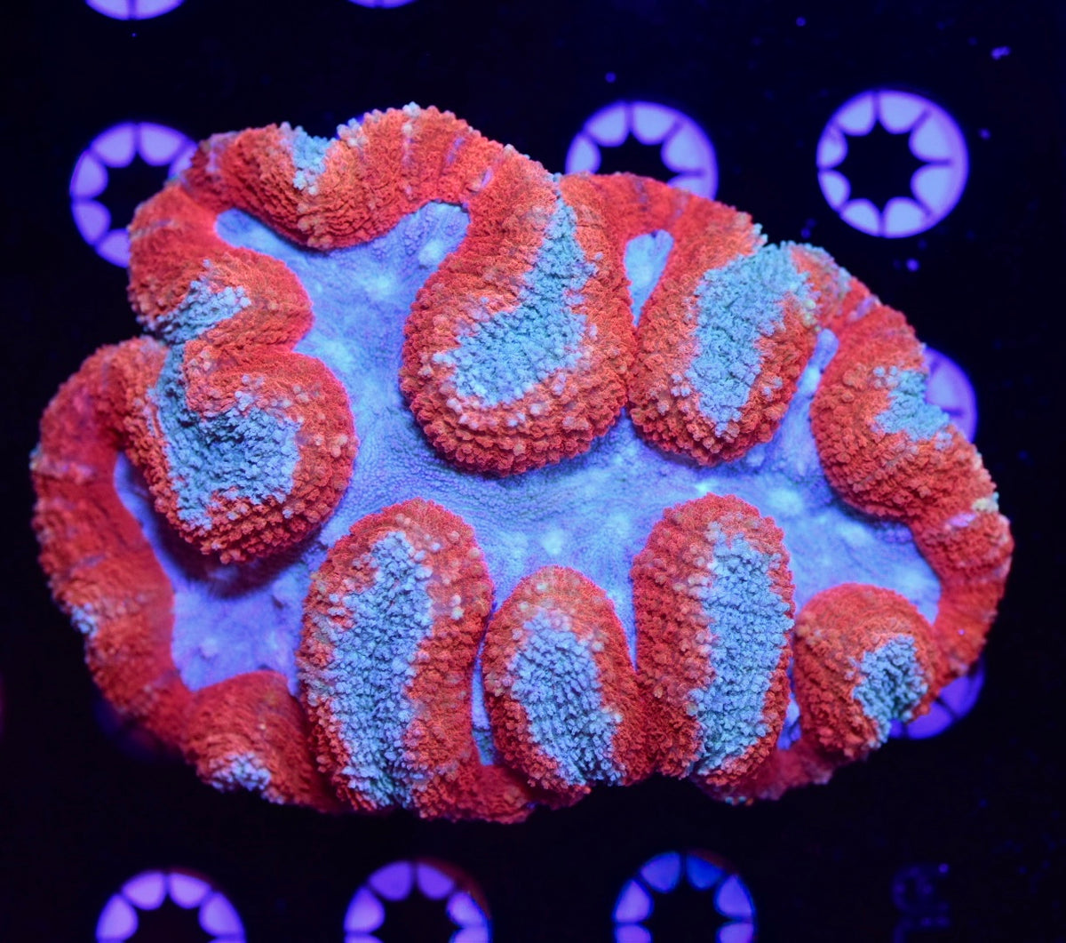 WYSIWYG XL Ultra Rainbow Symphyllia Colony 5" (WOW!)