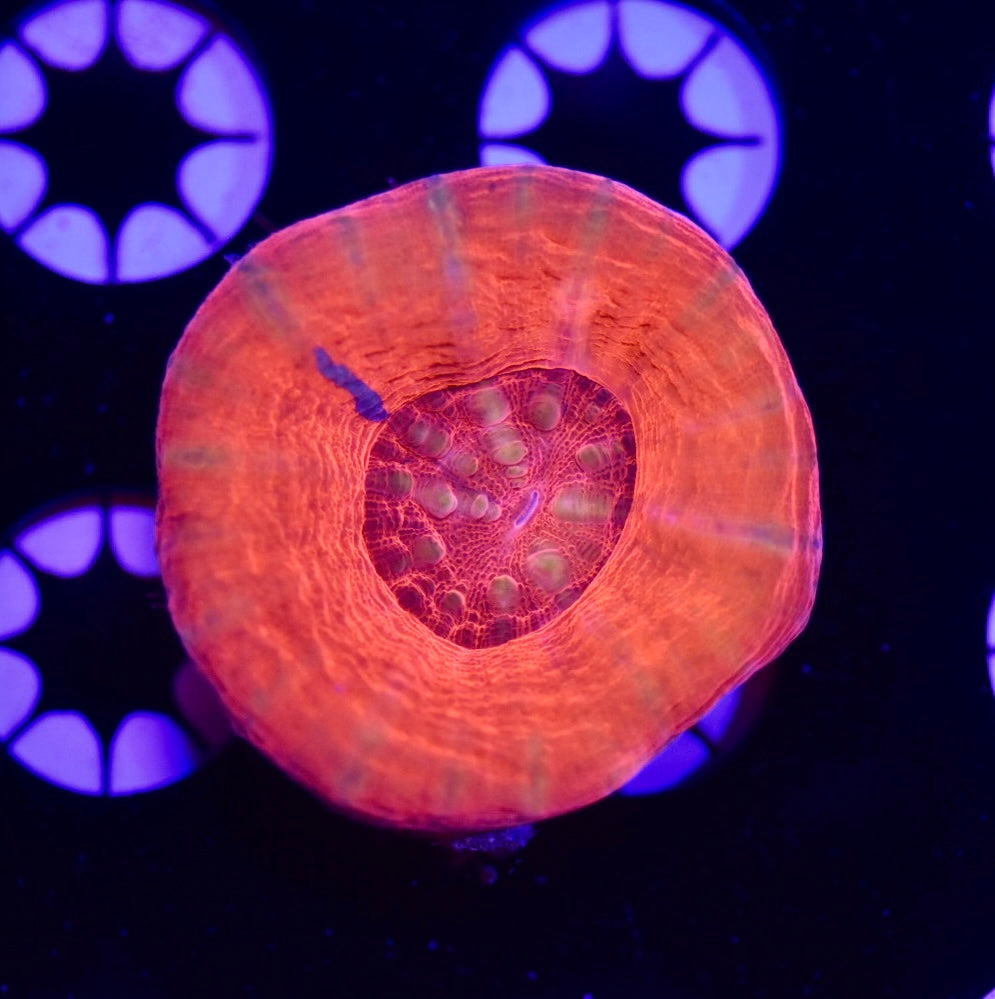WYSIWYG Red Center Rainbow Scolymia 2" (UNIQUE!)