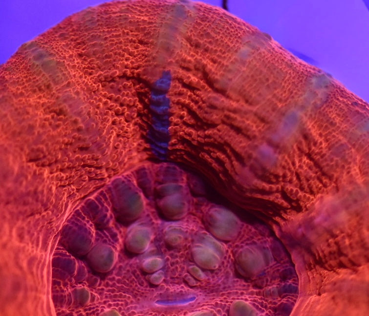 WYSIWYG Red Center Rainbow Scolymia 2" (UNIQUE!)